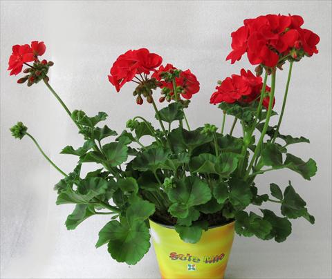 foto van een variëteit aan bloemen, te gebruiken als: Potplant, perkplant, patioplant Pelargonium zonale Sole Mio® Red
