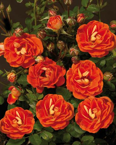 foto van een variëteit aan bloemen, te gebruiken als: Perkplant / Borders Rosa paesaggistica Towne&Country® Basic Cover