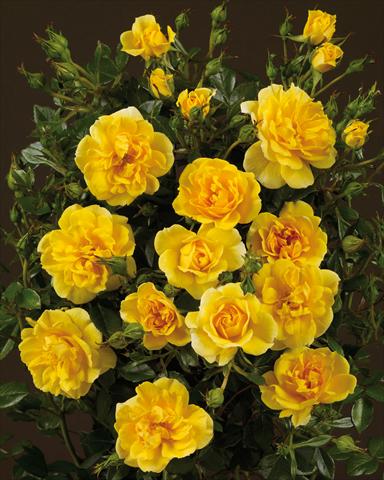 foto van een variëteit aan bloemen, te gebruiken als: Perkplant / Borders Rosa paesaggistica Towne&Country® Golden Cover