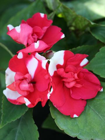 foto van een variëteit aan bloemen, te gebruiken als: Perkplant / Borders Impatiens walleriana Athena Red Flash