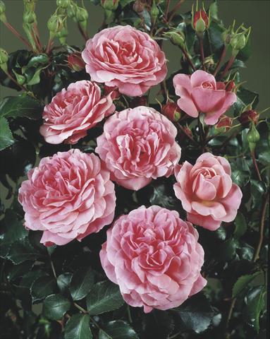 foto van een variëteit aan bloemen, te gebruiken als: Perkplant / Borders Rosa polyantha Castle/Palace® Bernstoff