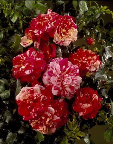 foto van een variëteit aan bloemen, te gebruiken als: Perkplant / Borders Rosa rampicante Courtyard® Twist