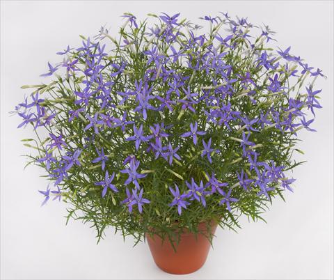 foto van een variëteit aan bloemen, te gebruiken als: Pot - en perkplant Laurentia pac® Blue