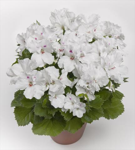 foto van een variëteit aan bloemen, te gebruiken als: Patioplant, potplant Pelargonium grandiflorum pac® Aristo White