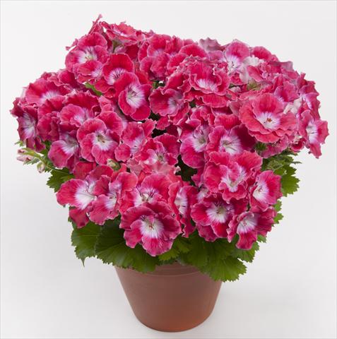 foto van een variëteit aan bloemen, te gebruiken als: Patioplant, potplant Pelargonium grandiflorum pac® Bermuda Cherry