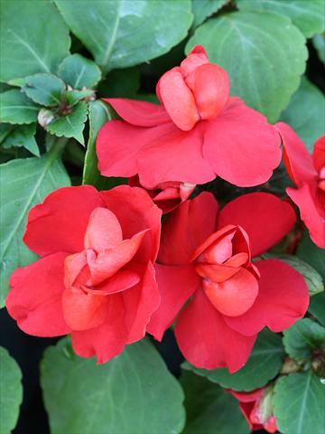 foto van een variëteit aan bloemen, te gebruiken als: Perkplant / Borders Impatiens walleriana Athena Red