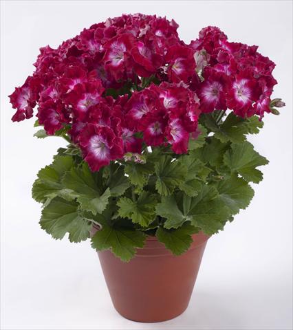 foto van een variëteit aan bloemen, te gebruiken als: Patioplant, potplant Pelargonium grandiflorum pac® Bermuda Dark Red