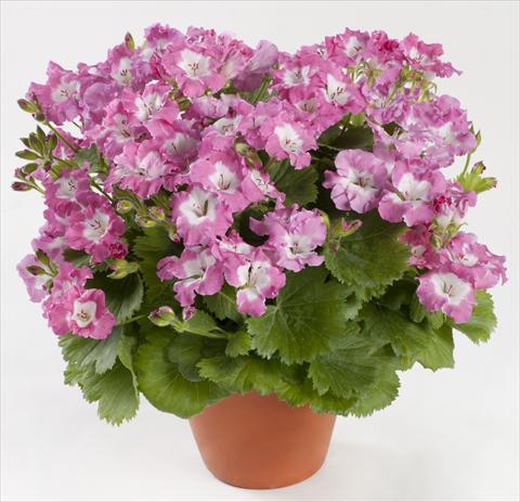 foto van een variëteit aan bloemen, te gebruiken als: Pot Pelargonium grandiflorum pac® Bermuda Pink