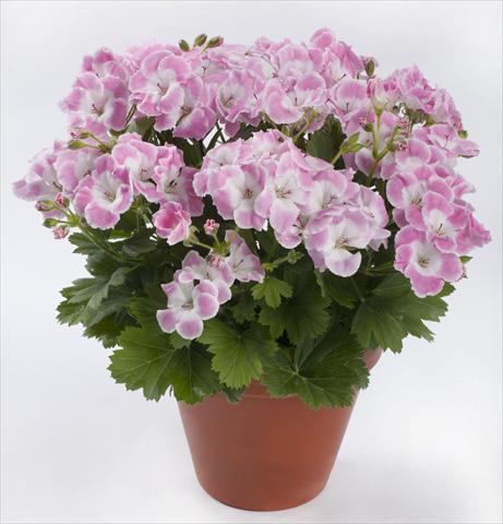 foto van een variëteit aan bloemen, te gebruiken als: Patioplant, potplant Pelargonium grandiflorum pac® Bermuda Soft Pink