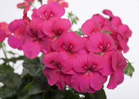 foto van een variëteit aan bloemen, te gebruiken als: Potplant, patioplant, korfplant Pelargonium peltatum pac® Happy Face Purple