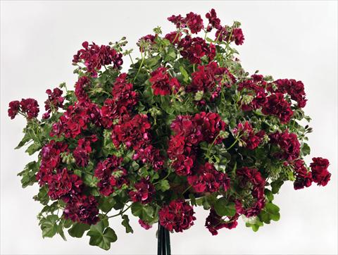 foto van een variëteit aan bloemen, te gebruiken als: Potplant, patioplant, korfplant Pelargonium peltatum pac® Mary