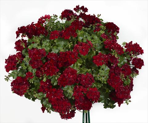 foto van een variëteit aan bloemen, te gebruiken als: Potplant, patioplant, korfplant Pelargonium peltatum pac® Sally