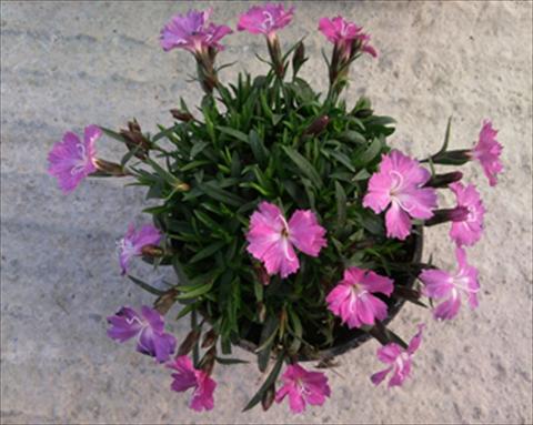 foto van een variëteit aan bloemen, te gebruiken als: Perkplant, potplant of korfplant Dianthus Garden Dark Pink