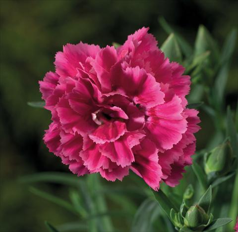foto van een variëteit aan bloemen, te gebruiken als: Korf / Pot Dianthus Sublime Bicolor Red Rose