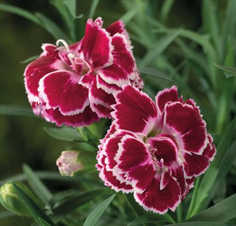 foto van een variëteit aan bloemen, te gebruiken als: Korf / Pot Dianthus Sublime Red White Bicolor