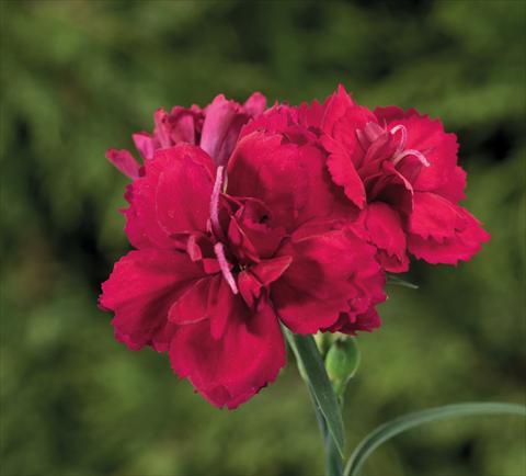 foto van een variëteit aan bloemen, te gebruiken als: Korf / Pot Dianthus Sublime Red