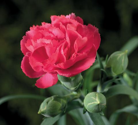 foto van een variëteit aan bloemen, te gebruiken als: Korf / Pot Dianthus Sublime Rose