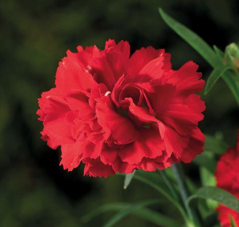 foto van een variëteit aan bloemen, te gebruiken als: Korf / Pot Dianthus Sublime Scarlet