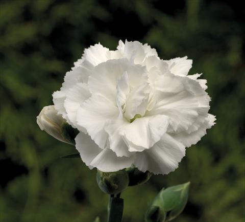 foto van een variëteit aan bloemen, te gebruiken als: Korf / Pot Dianthus Sublime White