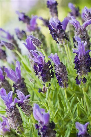 foto van een variëteit aan bloemen, te gebruiken als: Pot - en perkplant Lavandula stoechas Bandera Purple