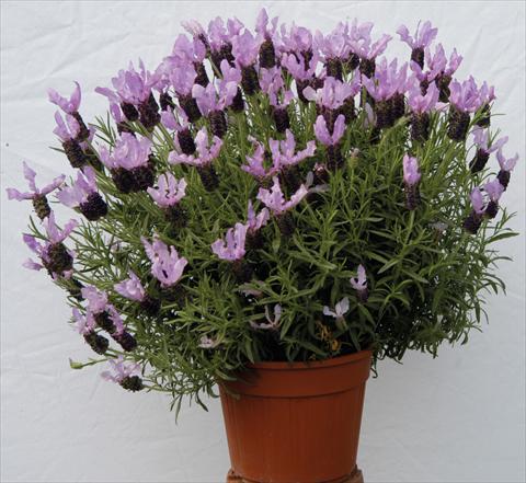 foto van een variëteit aan bloemen, te gebruiken als: Pot - en perkplant Lavandula stoechas Lavinia Blue