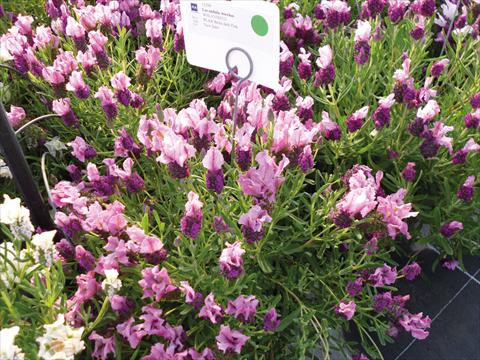 foto van een variëteit aan bloemen, te gebruiken als: Pot - en perkplant Lavandula stoechas Lavinia Compact Dark Pink