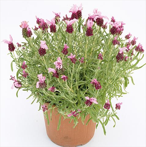 foto van een variëteit aan bloemen, te gebruiken als: Pot - en perkplant Lavandula stoechas Lavinia Compact Pink