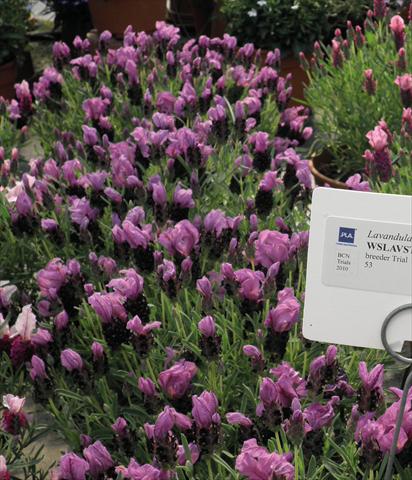 foto van een variëteit aan bloemen, te gebruiken als: Pot - en perkplant Lavandula stoechas Lavinia Compact Purple