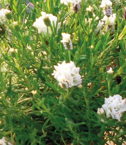 foto van een variëteit aan bloemen, te gebruiken als: Pot - en perkplant Lavandula stoechas Lavinia Compact White