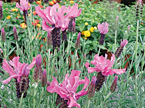 foto van een variëteit aan bloemen, te gebruiken als: Pot - en perkplant Lavandula stoechas Lavinia Dark Pink