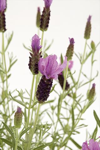 foto van een variëteit aan bloemen, te gebruiken als: Pot - en perkplant Lavandula stoechas Lavinia Rose