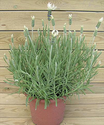 foto van een variëteit aan bloemen, te gebruiken als: Pot - en perkplant Lavandula stoechas Lavinia White