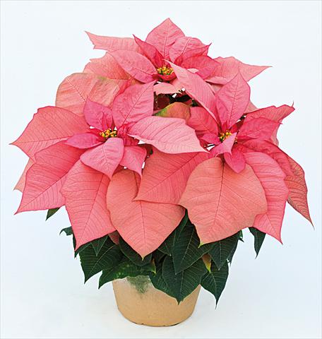 foto van een variëteit aan bloemen, te gebruiken als: Pot Poinsettia - Euphorbia pulcherrima Jubilee Pink