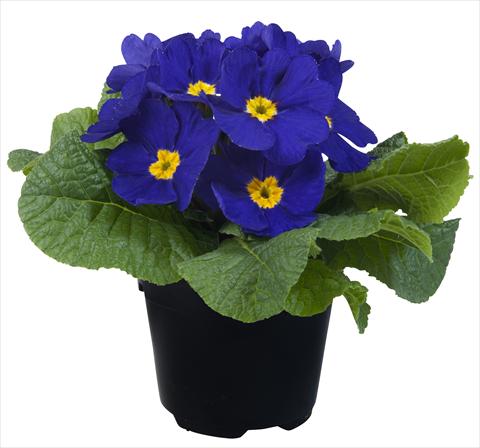 foto van een variëteit aan bloemen, te gebruiken als: Pot - en perkplant Primula acaulis Paradiso Mid Early Blue