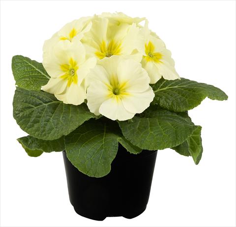 foto van een variëteit aan bloemen, te gebruiken als: Pot - en perkplant Primula acaulis Paradiso Mid Early Lemon