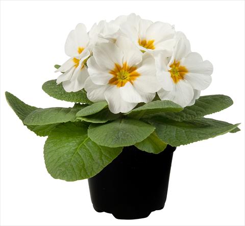 foto van een variëteit aan bloemen, te gebruiken als: Pot - en perkplant Primula acaulis Paradiso Mid Early White