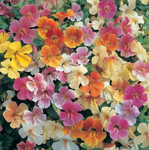foto van een variëteit aan bloemen, te gebruiken als: Korf / Pot Mimulus x hybrida F.1 Magic Pastel Mixed