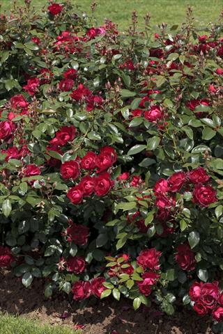 foto van een variëteit aan bloemen, te gebruiken als: Perkplant / Borders Rosa paesaggistica Cherry Bonica®