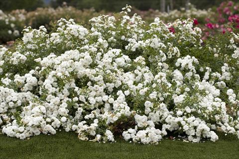 foto van een variëteit aan bloemen, te gebruiken als: Perkplant / Borders Rosa paesaggistica Icy Drift®