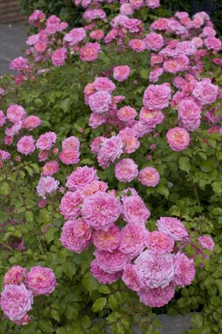 foto van een variëteit aan bloemen, te gebruiken als: Perkplant / Borders Rosa paesaggistica Sweet Drift®