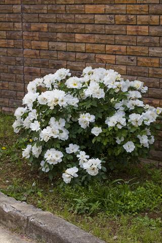 foto van een variëteit aan bloemen, te gebruiken als: Perkplant / Borders Rosa paesaggistica White Knock Out