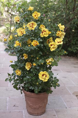 foto van een variëteit aan bloemen, te gebruiken als: Perkplant / Borders Rosa rampicante Gp Eyeconic®