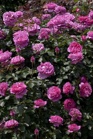 foto van een variëteit aan bloemen, te gebruiken als: Perkplant / Borders Rosa rampicante Gp Yves Piaget®