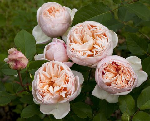 foto van een variëteit aan bloemen, te gebruiken als: Perkplant / Borders Rosa Tea Belle Romantica®