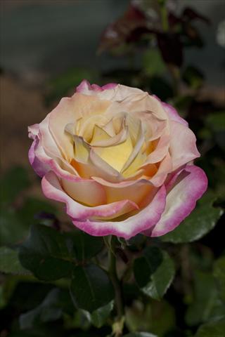 foto van een variëteit aan bloemen, te gebruiken als: Perkplant / Borders Rosa Tea Sweet Eureka®