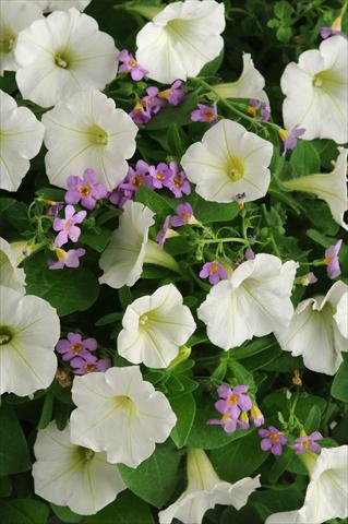 foto van een variëteit aan bloemen, te gebruiken als: Potplant, perkplant, patioplant 2 Combo Fuseables® Cloud nSky