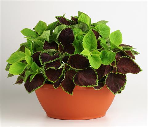foto van een variëteit aan bloemen, te gebruiken als: Potplant, perkplant, patioplant 2 Combo Fuseables® Coleus Chocolate Symphony