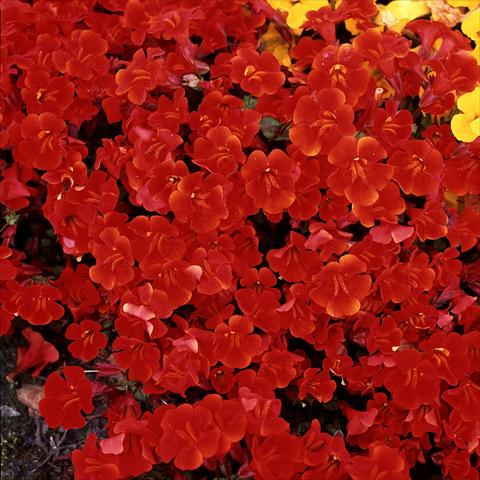 foto van een variëteit aan bloemen, te gebruiken als: Korf / Pot Mimulus x hybrida F.1 Magic Red