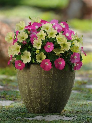 foto van een variëteit aan bloemen, te gebruiken als: Potplant, perkplant, patioplant 2 Combo Fuseables® Petunia Flirtini