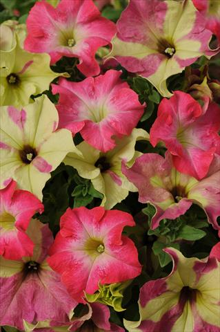 foto van een variëteit aan bloemen, te gebruiken als: Potplant, perkplant, patioplant 2 Combo Fuseables® Petunia Lime Coral
